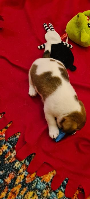 Jack Russel Terrier gładkowłosy samczyk Herbu Harpagan since 2007