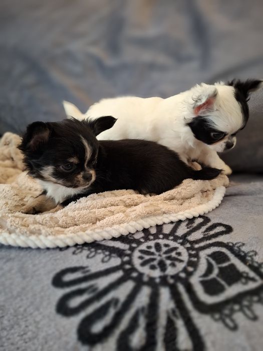 Uroczy długowłosy piesek chihuahua