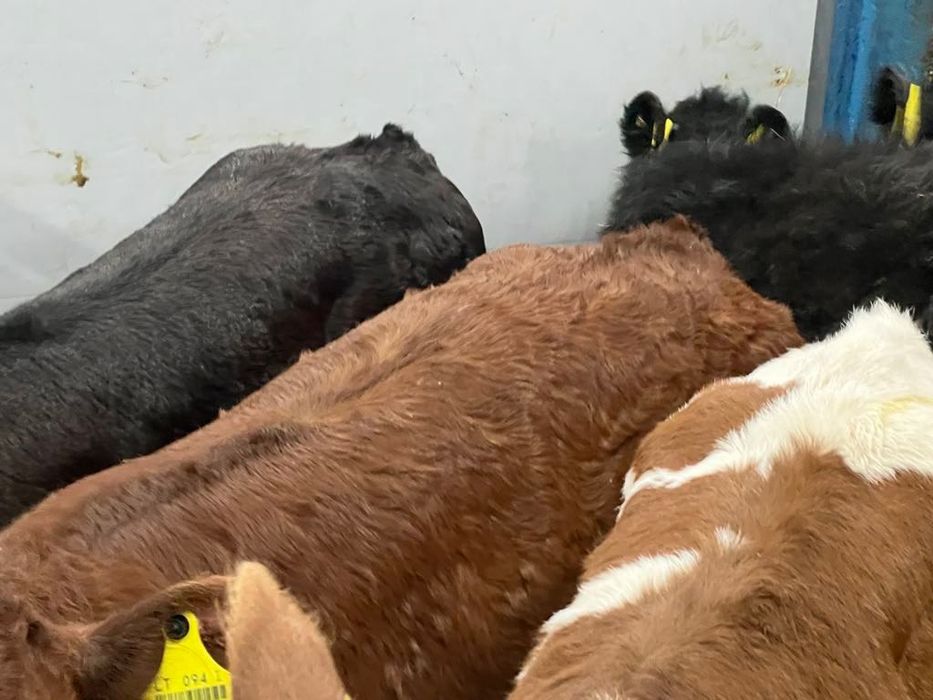 Cielaki mięsne z dostawą Piątek