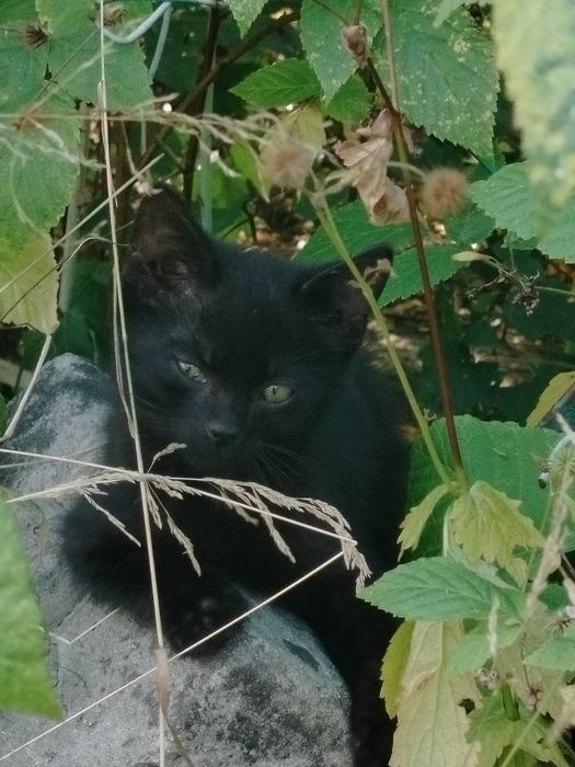 Oddam za darmo dwa małe kotki kocurki zostały porzucone przez mamę