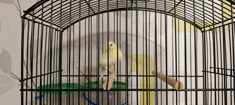 Kanarek Samiczka Fiorino