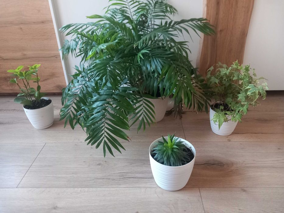 Kwiaty doniczkowe 4 szt