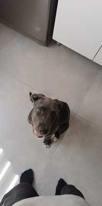 Cane corso pies w typie samiec ttb molos do adopcji!