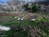 Quinta em Cinfães com moradia em pedra