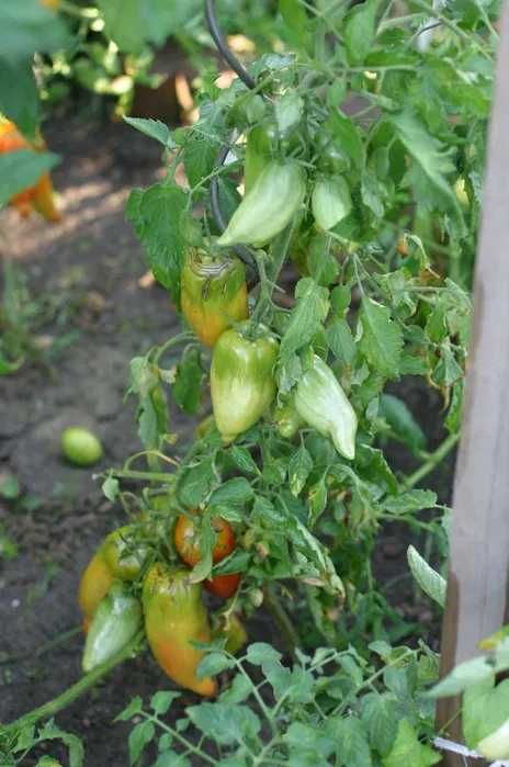 Pomidory w kształcie papryki nasiona