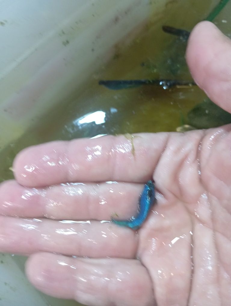 Betta Royal blue