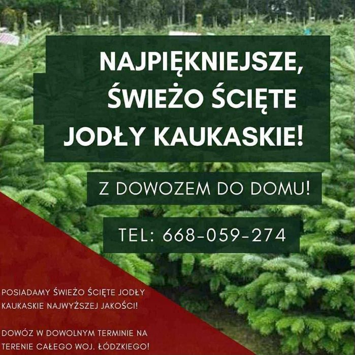 Świeżo ścięte jodły kaukaskie PREMIUM z dowozem do domu - woj.łódzkie