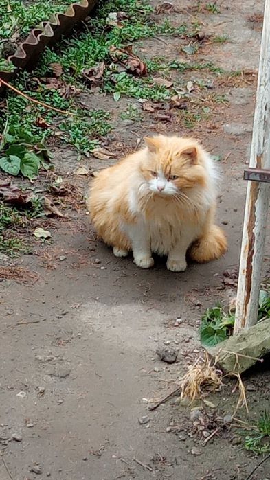 Віддам кошенят в добрі руки