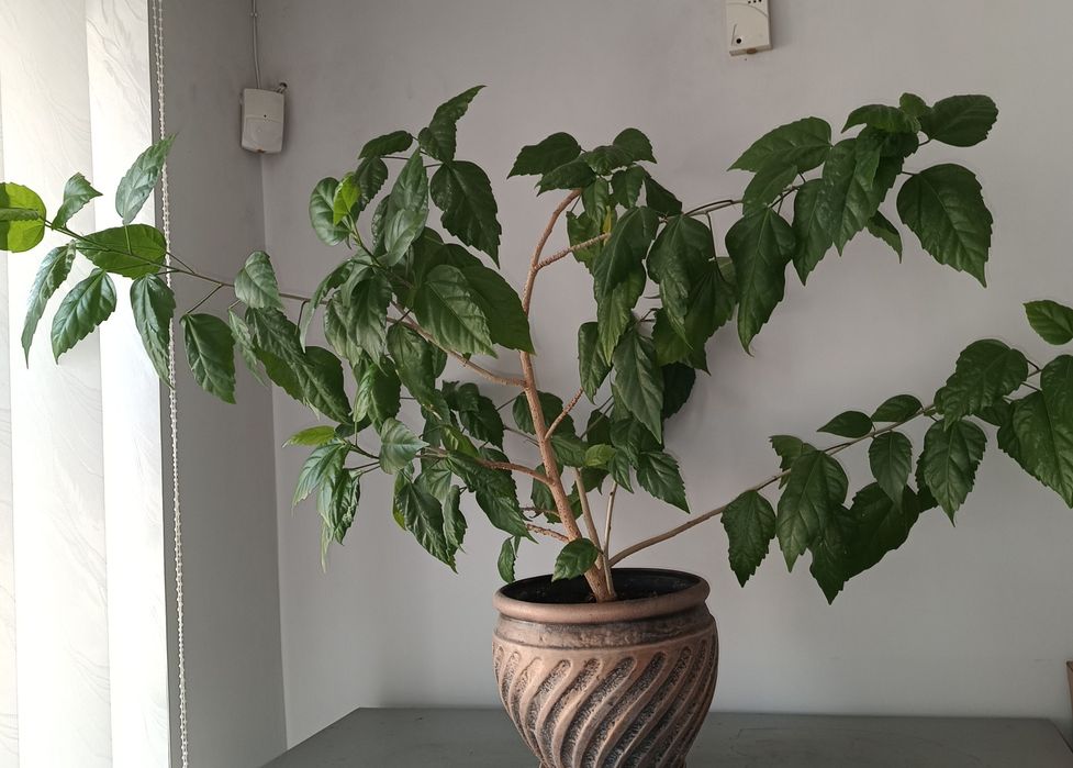 Гібіскус, китайська роза