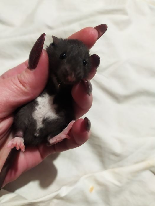 Крисинята, 17 квартал крыса, щур!