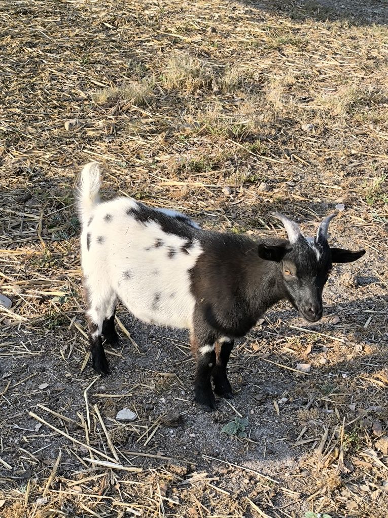 Cabrito anão macho