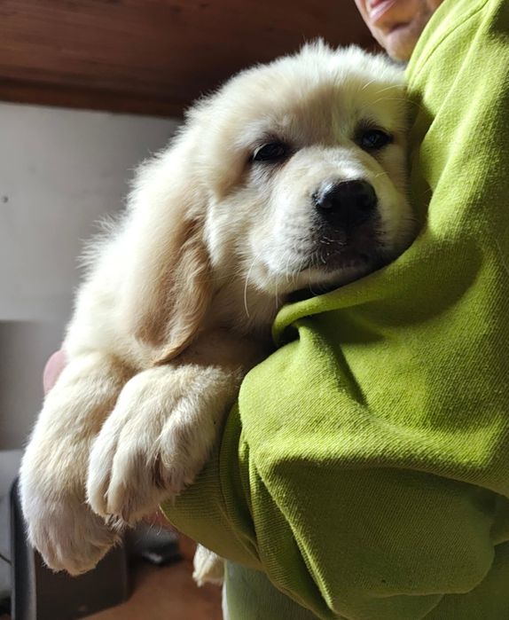 Owczarek podhalański