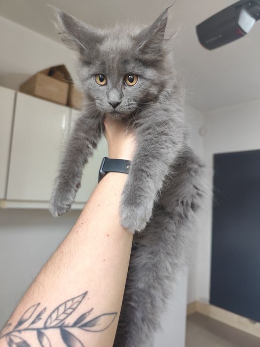 Maine Coon kotka