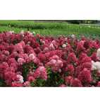 hortensja bukietowa DIAMANT ROUGE