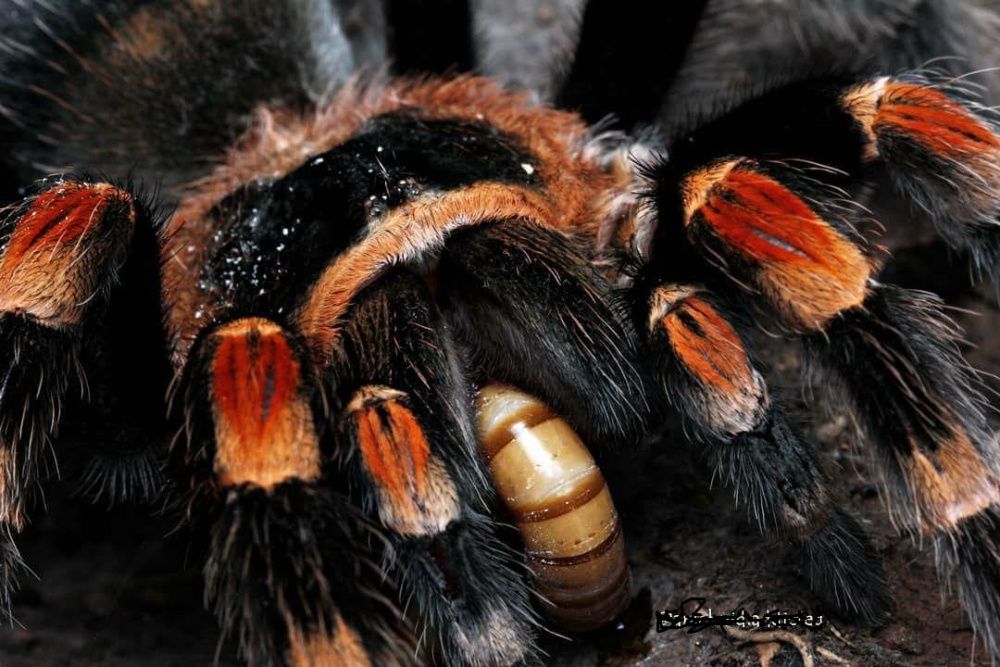Самка паука птицееда для новичков Brachypelma smithi огненноколенный