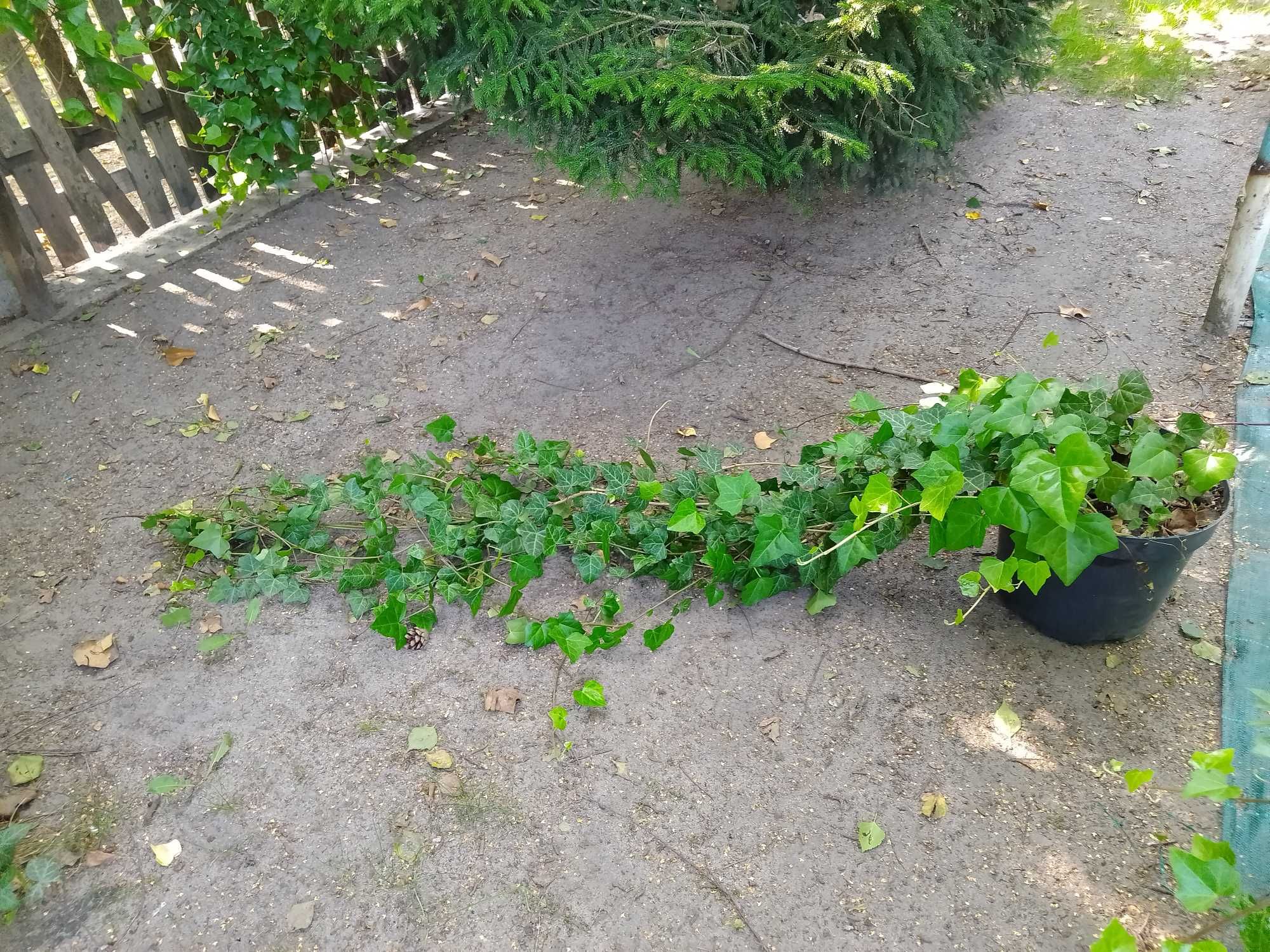 bluszcz zimozielony Hedera Hellix od 1m do 150cm,wiszący