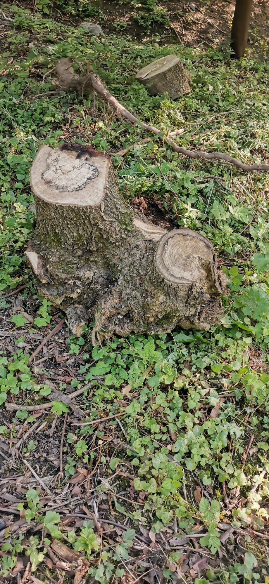 Korzenie oddam za darmo.