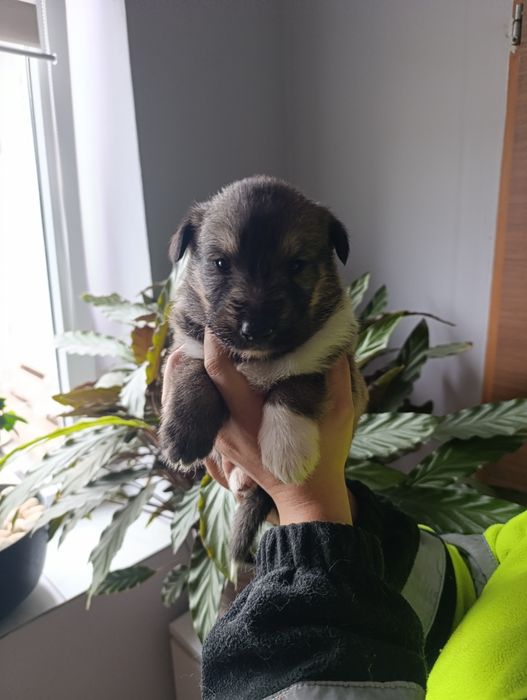 Słodziaki szukają domu