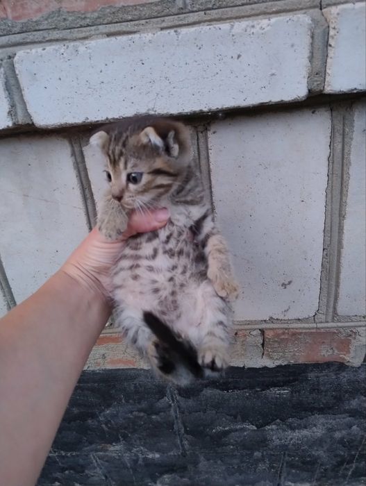 Продам весловухи кошиня британської породи