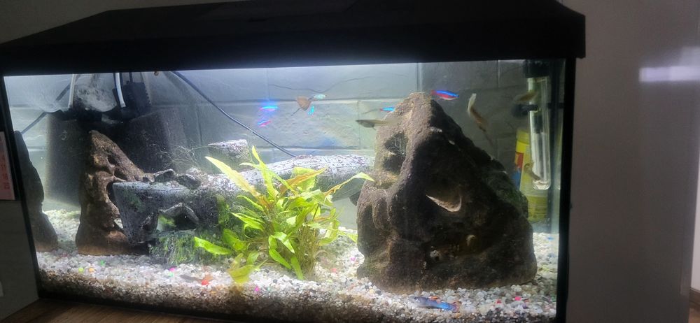 Akwarium z akcesoriami