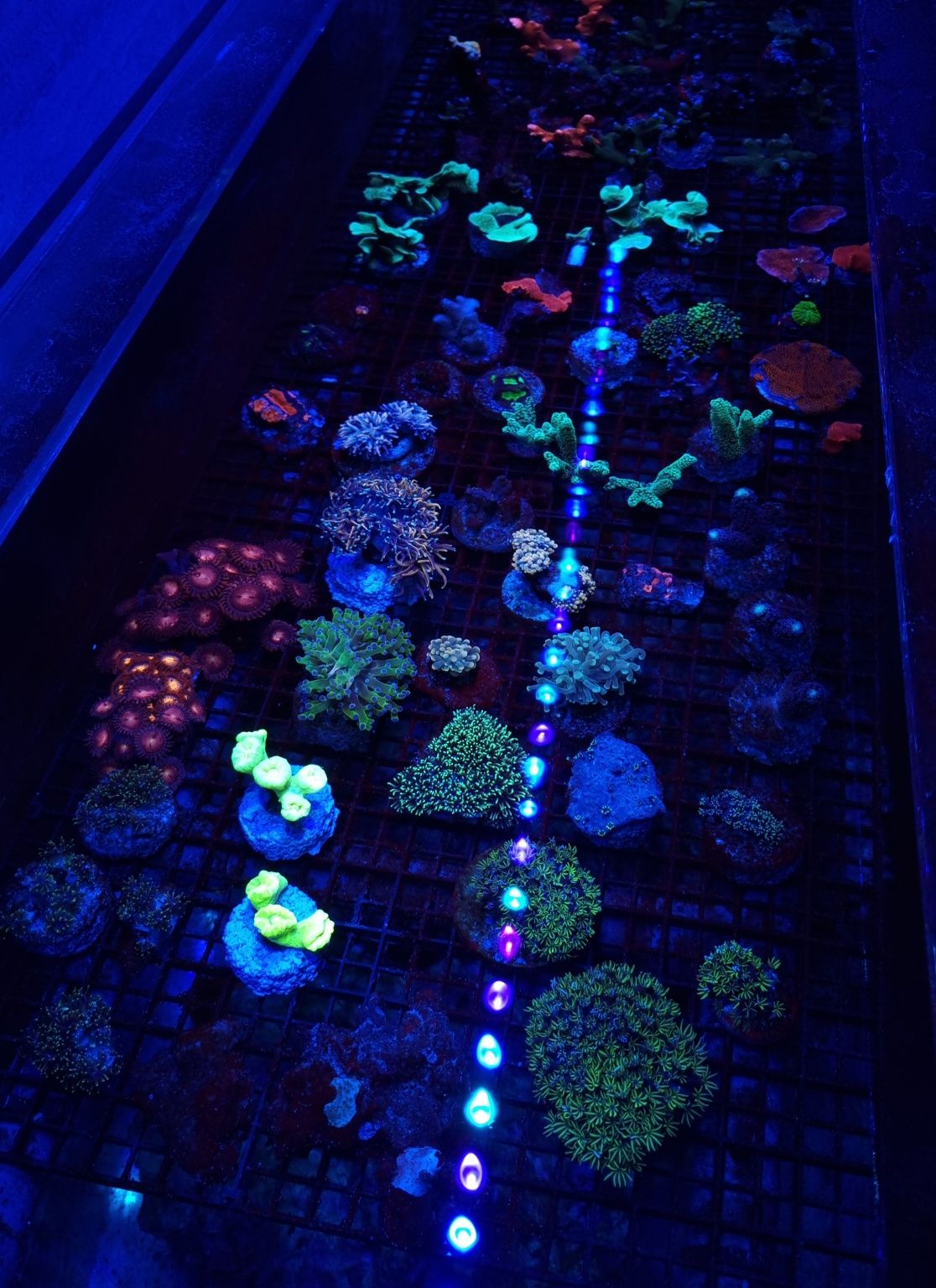 Briareum fluo koralowiec akwarium morskie koralowce