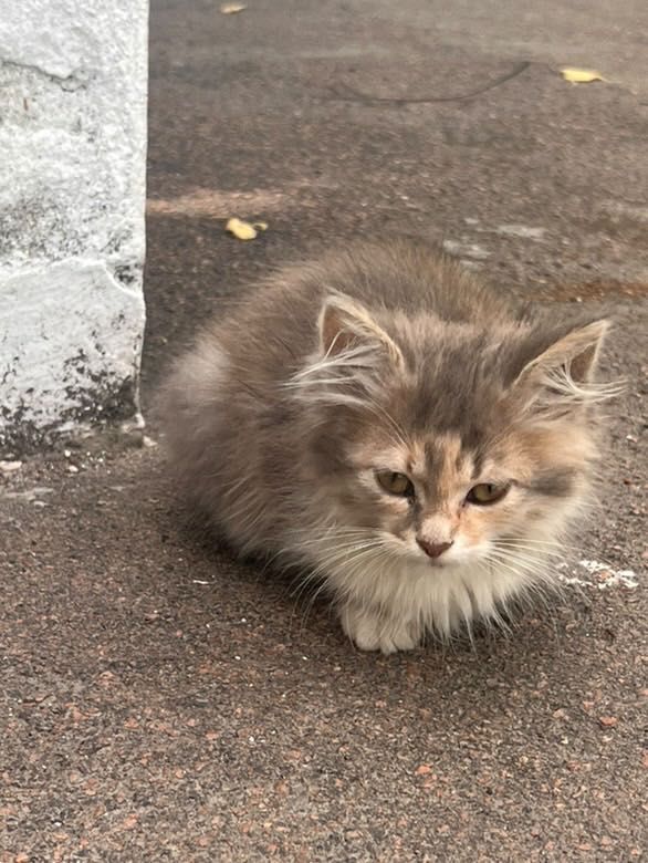 Кошенята в хорошу родину!!!