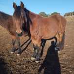 Cavalo Castrado Cruzado Montado