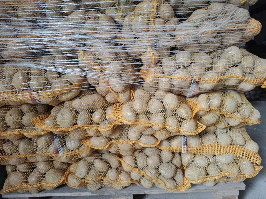 Ziemniaki jadalne Soraya Lord Denar