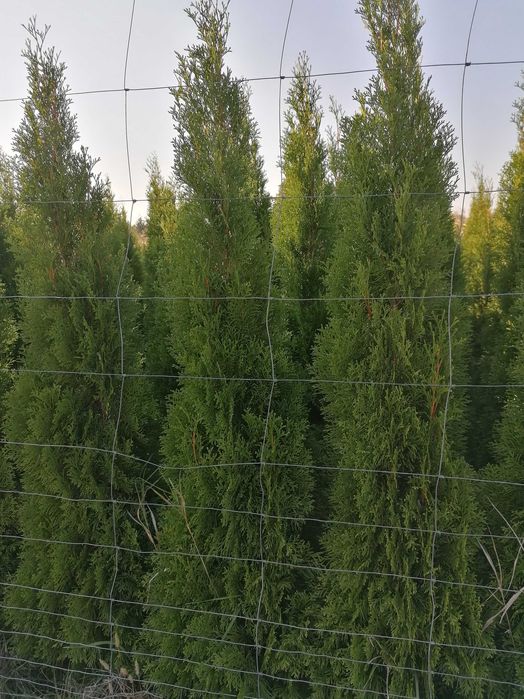 Tuja szmaragd kopana z gruntu 140 cm