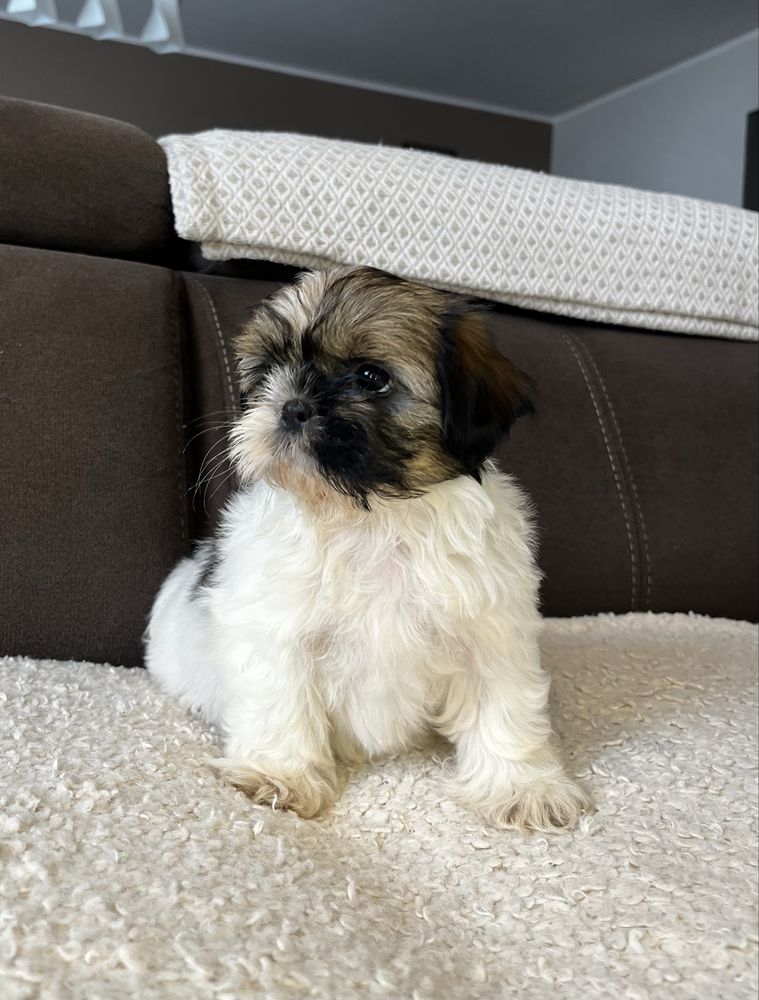 Suczka Shih Tzu Gotowa Do Odbioru