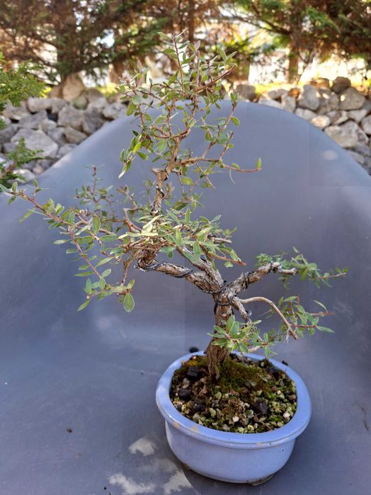 Bonsai Leptospermum