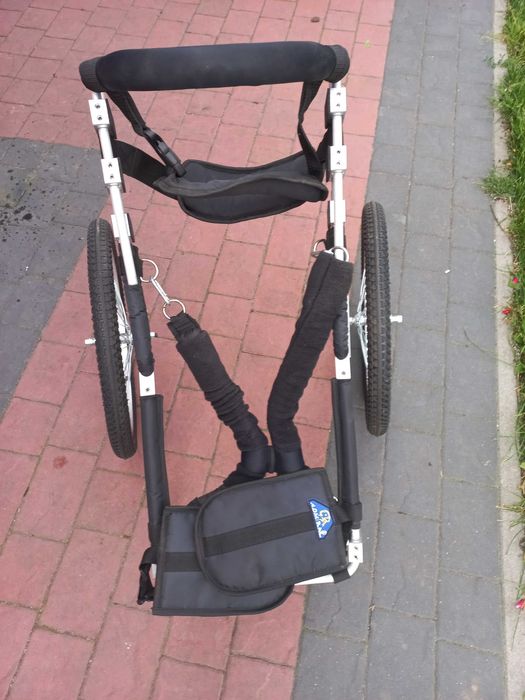 chodzik dla owczarka