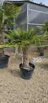 Trachycarpus Fortunei Palma mrozoodporna palmy yucca