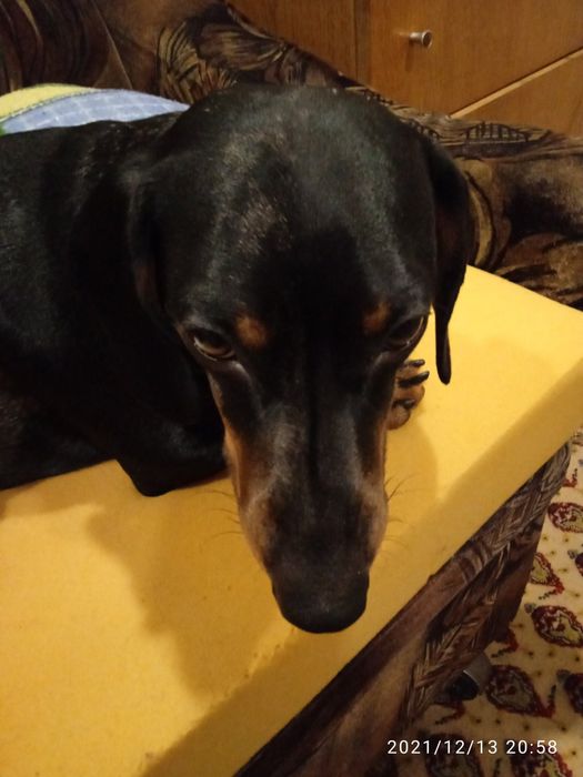 Отдам в хорошие руки