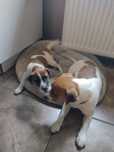 SUCZKA Jack Russell terrier z rodowodem