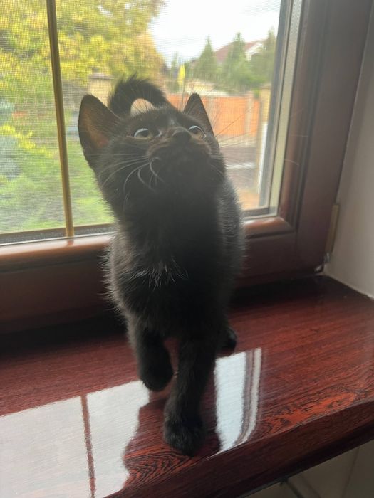 Отдам котят в хорошие руки