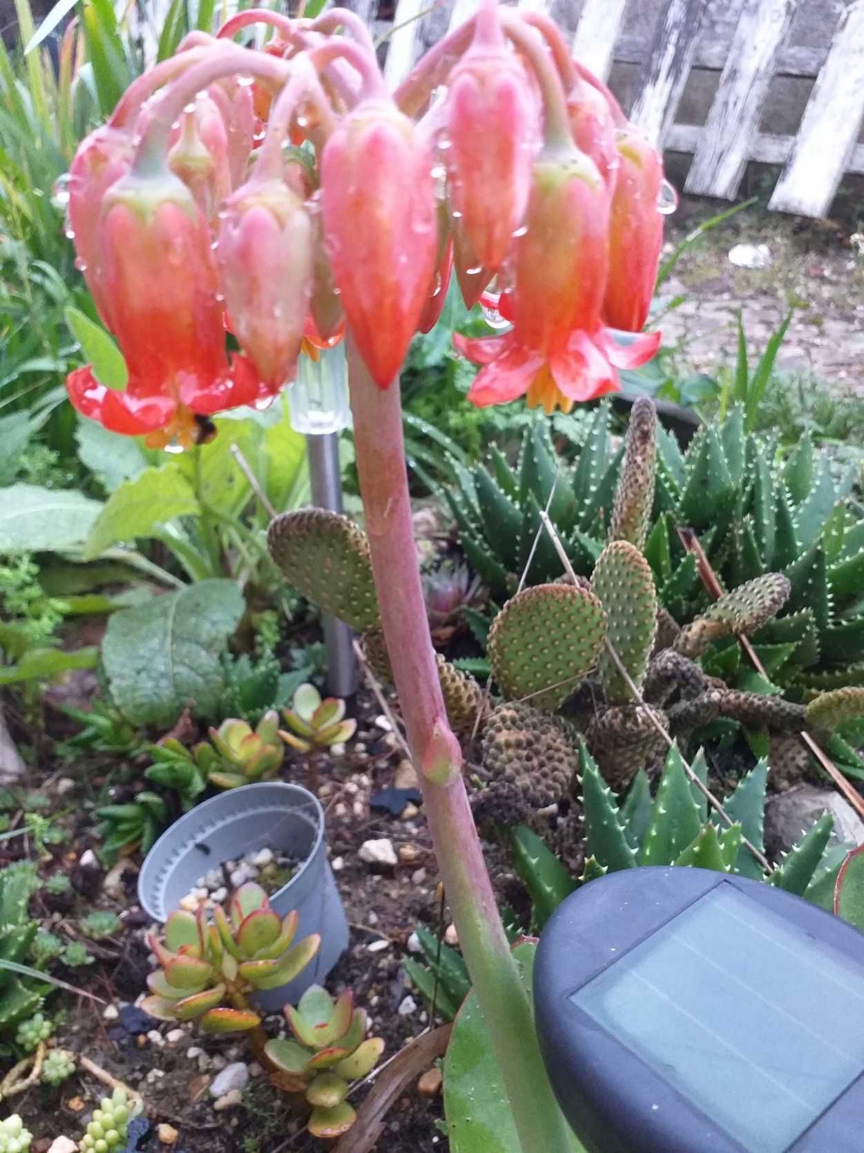 Suculenta Cotyledon orbiculate var Oblonga Macrantha