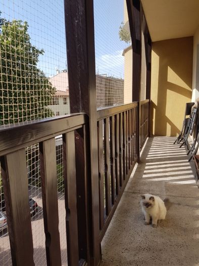 Siatka balkonowa dla kota. Siatka na balkon Siatka przeciw gołębiom