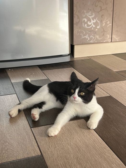 Кошеня 4 місяці. Дівчинка. Для душі і щастя.