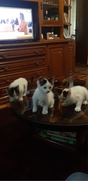 Gatinhos para adoção responsável