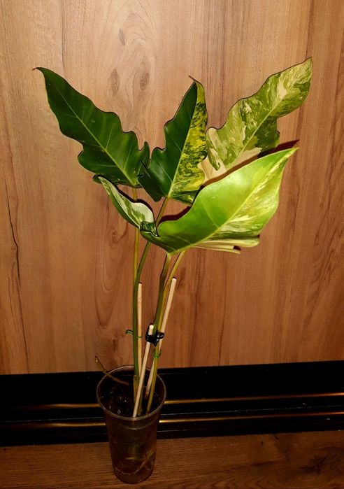 Филодендрон Philodendron Williamsii variegated Сингониум Монстера