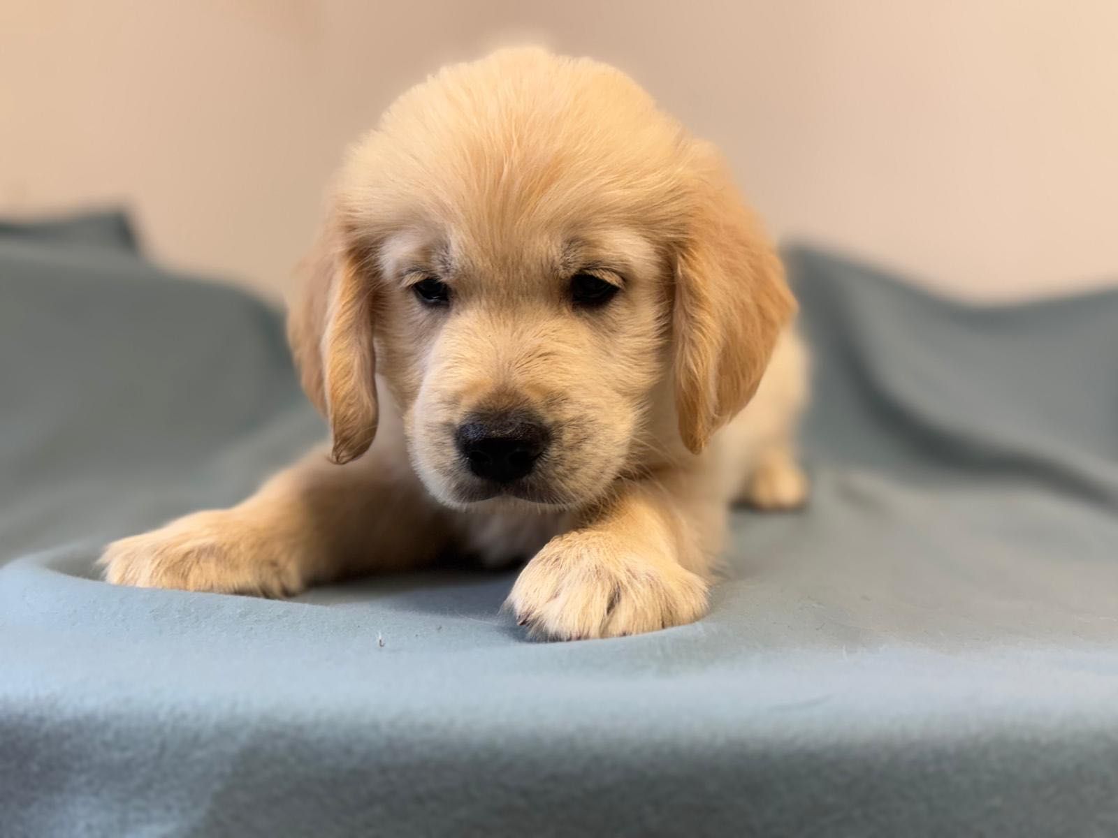 Golden Retriever com Lop e afixo