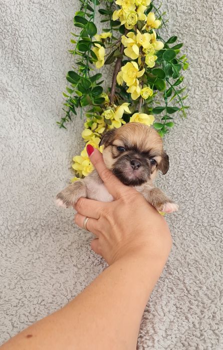 Excelente mini semi pelo Chihuahua/Chiuaua de Qualidade