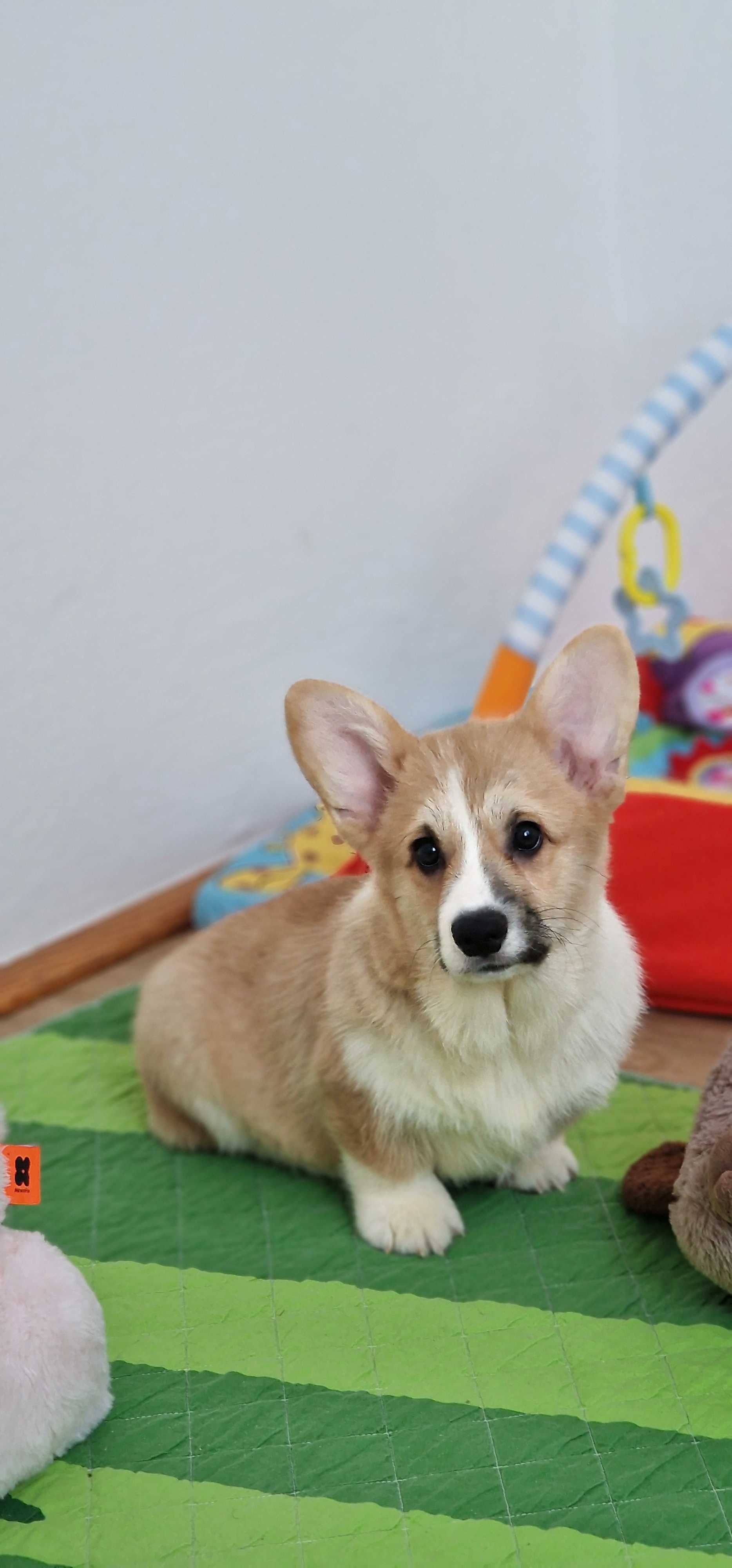 Welsh Corgi Pembroke,  Naturalny Bobtail,  piesek