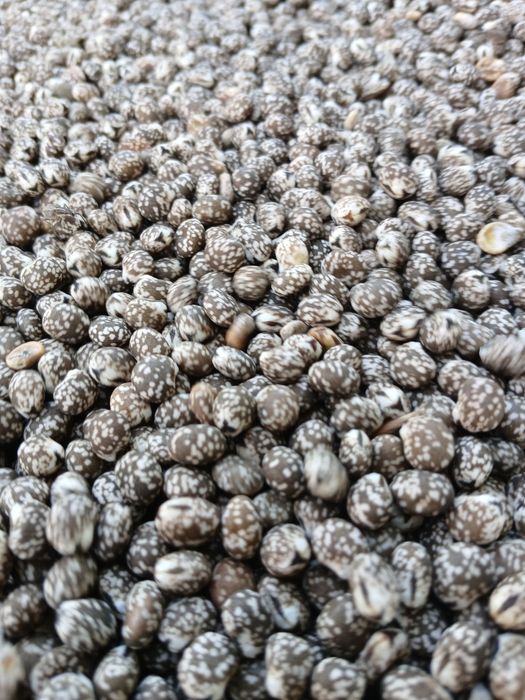 Łubin gorzki KARO I słodki JOWISZ