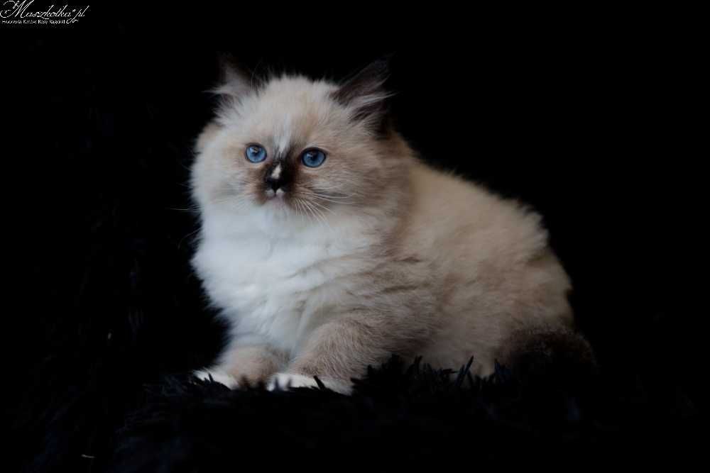 Ragdoll, prześliczny kocurek seal mitted z rodowodem FPL