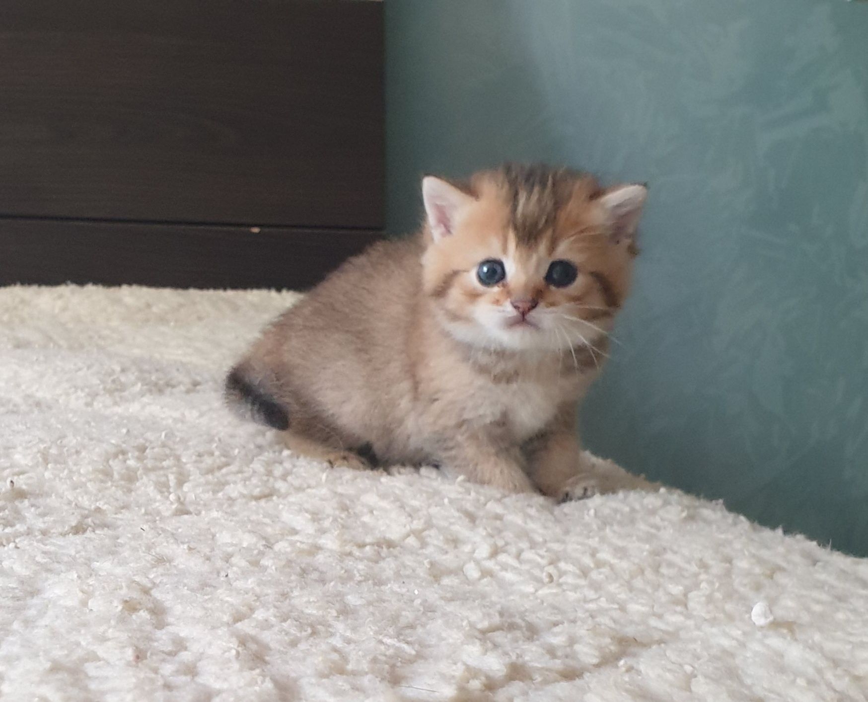 Британские котята