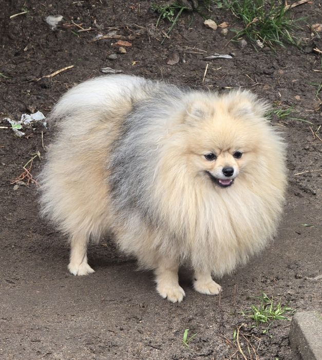Pomeranian szpic miniaturowy zkwp FCI