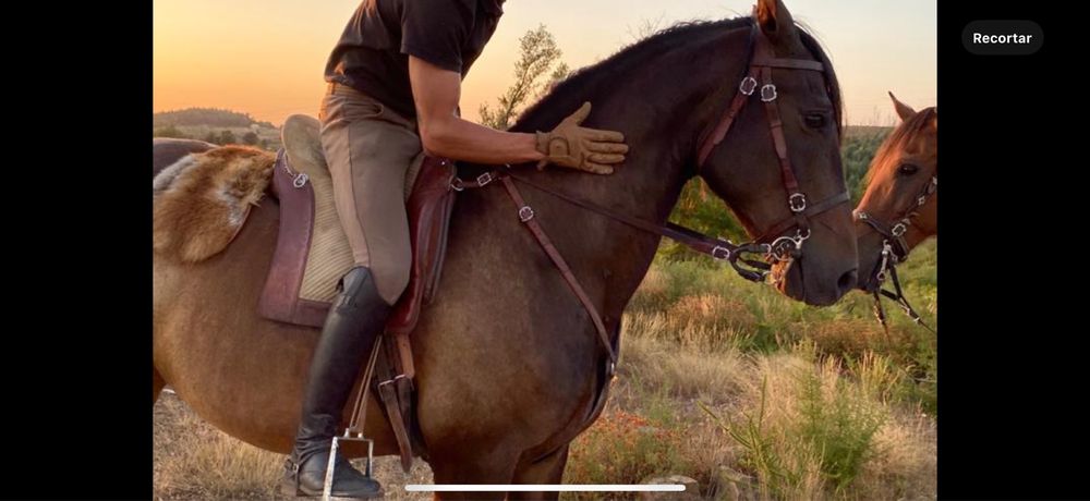 Sela portuguesa relvas