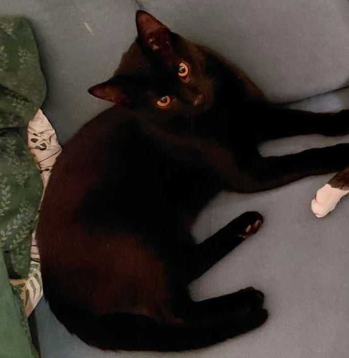 piękne kociaki do oddania w odpowiedzialne rece